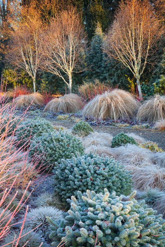 Armchair Gardening Berrie Garden Design