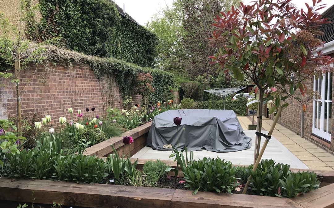 Raised beds in courtyard garden-Banstead