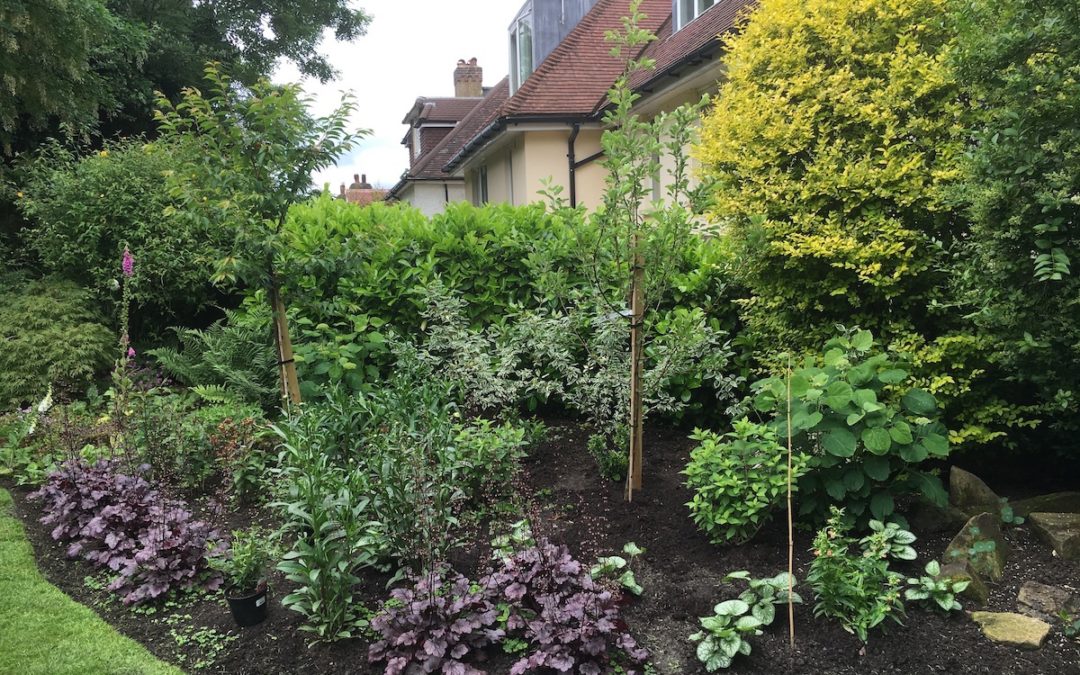 Small Border-Wimbledon