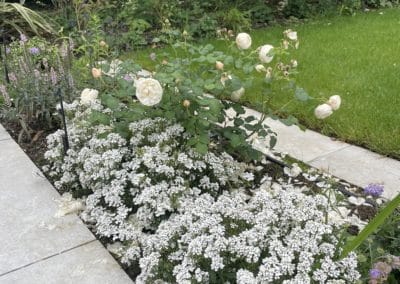 Romantic roses from David Austin and plants provide interest throughout the year.