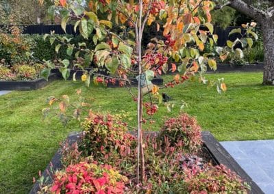 Autumn colour softening the hard lines of the garden design.